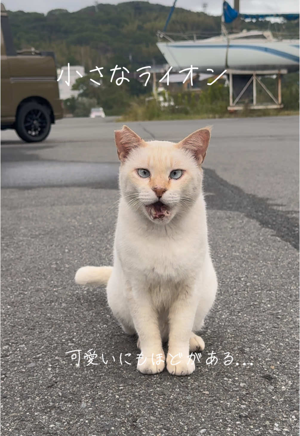 可愛いにもほどがある… 港町のライオンキング #猫好き #癒し #地域猫  #可愛い猫 #可愛い動物  #にゃんにゃん #cute  #アイドル #ねこ #にゃんこ  #茶トラ #茶白 #ライオン #catsoftiktok #cat  #猫しか勝たん #猫の動画 #可愛いにもほどがある  #ライオンキング 