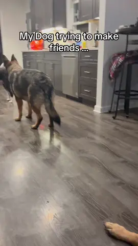 Its the awkward hops for me 🤣   #foryou #viral #dog #dogs #dogsoftiktok #funny #fyp #doglife #doglover #funny #pets #reels #tiktok #haha #germanshepherd 
