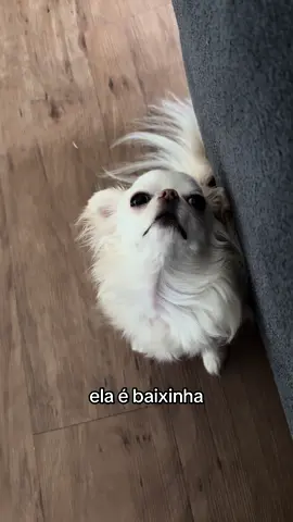 Ai como eu sou baixinha 👉👈 #humor #chihuahua #cachorrofofo 