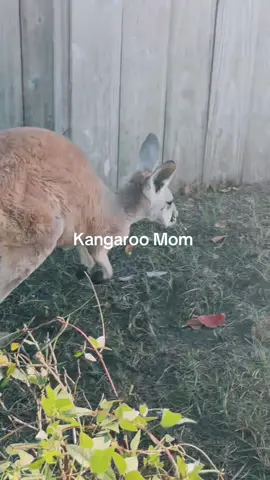 #kangaroo #kangaroojack #kangaroomom #fyppppppppppppppppppppppp #pets #PetsOfTikTok #petlover 