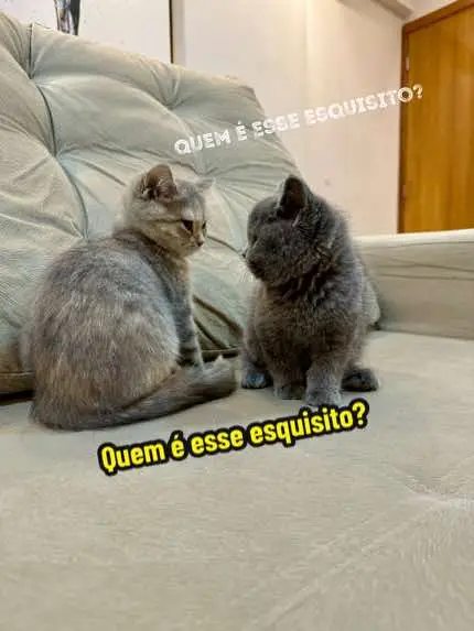 E agora nao desgrudamos mais! Botamos o terror nos nossos humanos!  #gato #gatos #gatostiktok #gatitos #gatosdetiktok #gatosengraçados #gatosgraciosos #animais #animaisnotiktok #animaisfofos #cat 