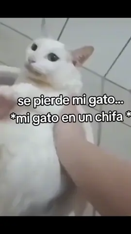 pov : mi gato se pierde 