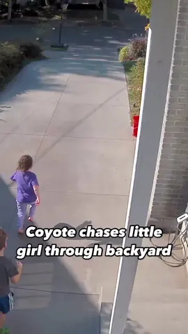 Caught on camera! A bold coyote was caught on video chasing a little girl through an Oregon backyard. The child’s father didn’t believe her until he turned around and saw for himself. Credit: Charlie Schmidt via Storyful