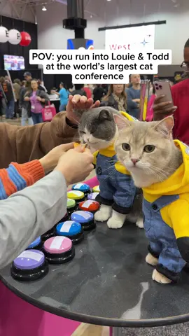 We had a blast at the CFA Cat Expo in Cleveland. Louie & Todd met hundreds of fans, performed lots of tricks and Toddy kept asking for Starbucks pup cups and @TikiPets Stix treats with his talking buttons 😸 #cats #amazingcats #cutecats #minions #britishshorthair #catshow #cattricks #cfacats #coolcats #tikipets #tikicat 