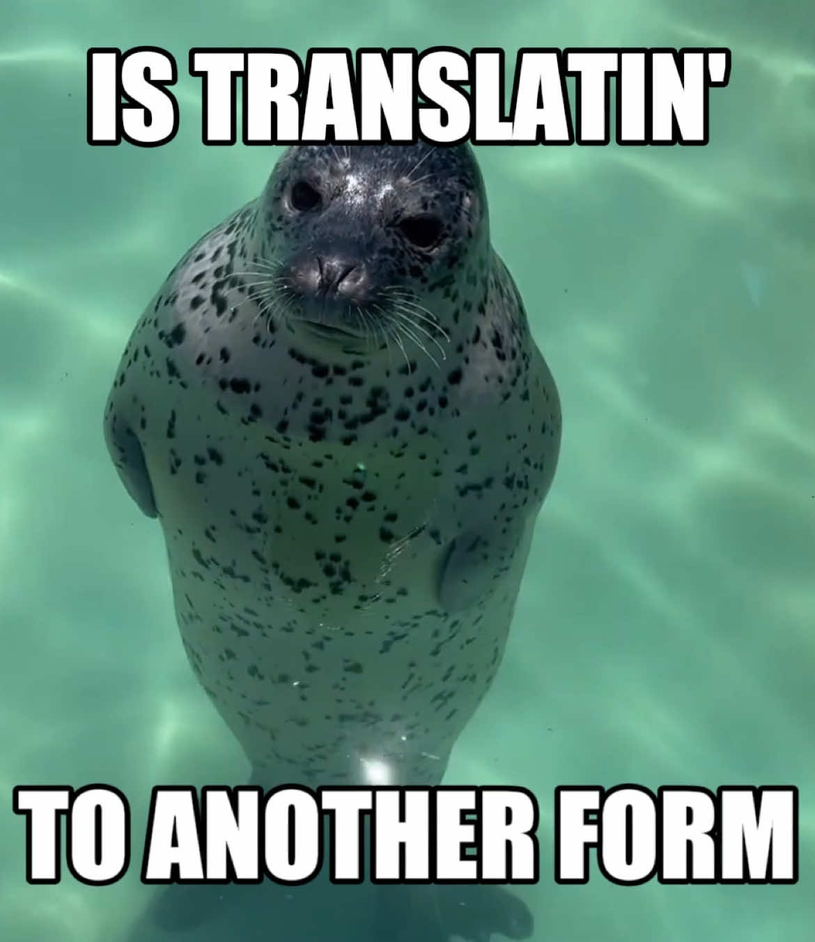 AND I DONT KNOW IF IMA SEE YOU AGAIN #seal #silly #sealtok #trending 