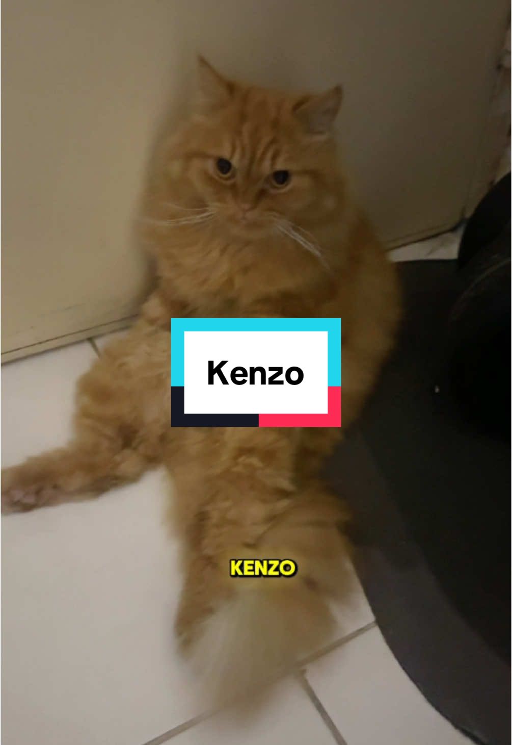 [part one] kenzo dah macam pak guard sekolah dah duduk kat pintu mogok nak keluar. Gelap sikit kawasan ni video kualiti hauk sikit.  😹😹 #kenzo #cat #kucing