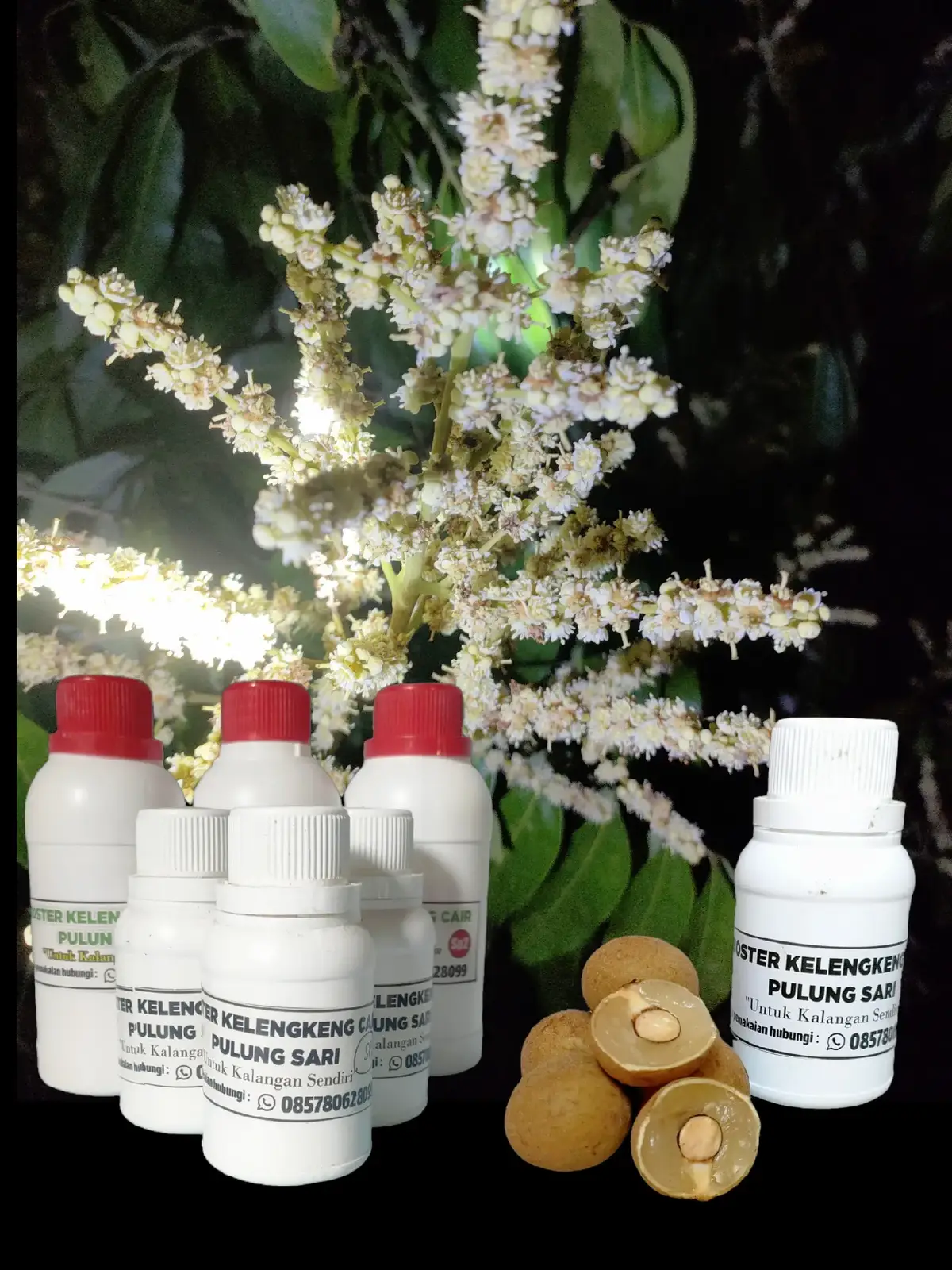 kelengkeng temperat (new kristal/kateki, itoh dll) adalah kelengkeng yang memliki beberapa keunggulan dibanding varietas lainya, dimana kelengkeng ini terkenal dengan daging buah yg renyah, tebal dengan tekstur yg mengkristal, sedangkan biji sangat kecil jika dibandingkan varietas lainya, kelengkeng ini mampu dibuahkan tanpa musim, di kebun pulungsari sendiri kelengkeng ini mampu dibuahkan secara bertahap dan berkelanjutan  dari keunggulan diatas ada kekurangan dimana pohon tidak bisa berbuah tanpa perlakuan khusus yg kita namakan induksi /pembosteran,.  masalah terjawab dengan ada racikan dari Pulungsari, dimana untuk membuahkan kelengkeng lebih maksimal dengan harga yg murah dan presentasi keberhasilan tinggi, kita pakai metode baru dengan 3 kali aplikasi spray di daun luar dalam dan seluruh batang, estimasi biaya perpohon jatuh di angka 20.000 rupiah saja, murah bukan?? dengan metode ini harapan saya bisa membantu seluruh pekebun khususnya buah kelengkeng di Indonesia, jangan ada lagi pohon yg ditebang karena gagal pembuahan, hubungi kita pengawalan gratis akan saya lakukan cukup dengan membeli produk ini, tersedia di keranjang kuning 