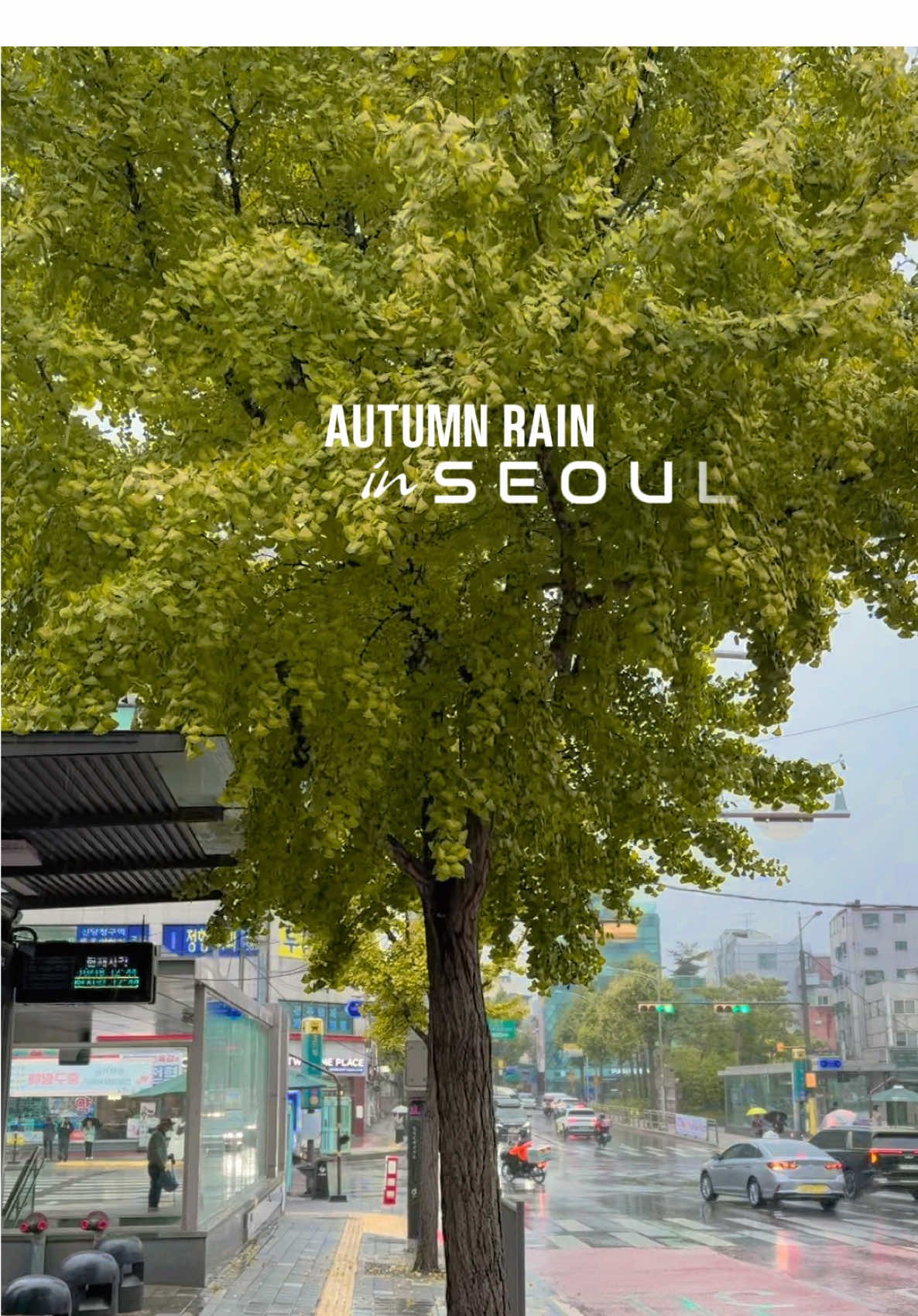 Autumn Leaves On A Rainy Day in SEOUL. #autumn #rain #fyp #foryou #seoul #foryoupage #southkorea #fall 