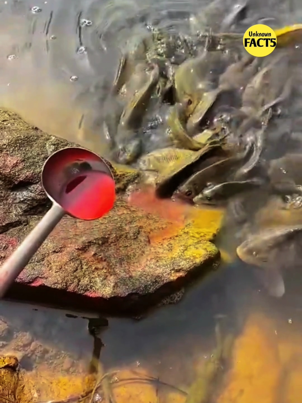 Mysterious red liquid for fishing 😱 #unknownfact5 #viral #fish #fishing #foryou #foryoupage #today 