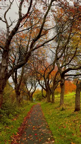 Another autumn walk in Edinburgh, Scotland! Also there are now 2,000 of you supporting me, so grateful for all of you! I hope these videos bring you calm & wonder and you like them as much as I enjoy creating them ✨ #Scotland #edinburgh #walk #nature #calm #autumn #fyp #foryou 