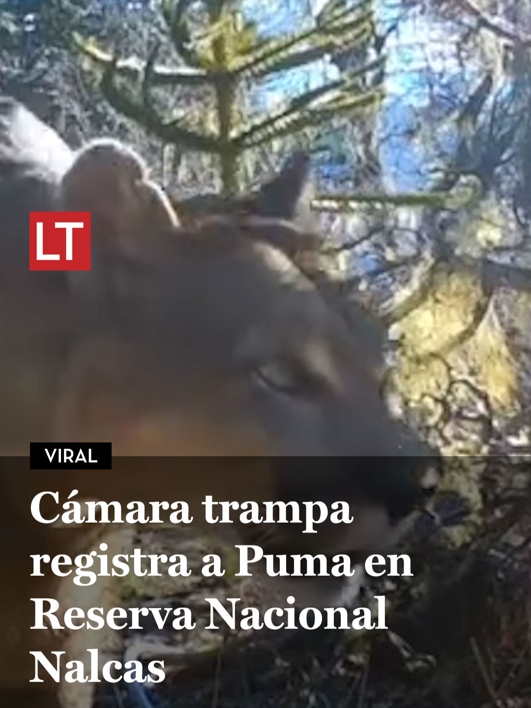 Bello registro ❤️ #chile #puma #reservanacionalnalcas