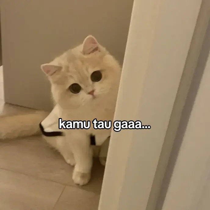 #cat #catsoftiktok #kucinglucu #kucingtiktok #pap #foryou #foryoupage #fy #fyp #fypage #xyzbca #cats #catlover #kucing #masukberanda #you #beranda #fypシ #fyppppppppppppppppppppppp 