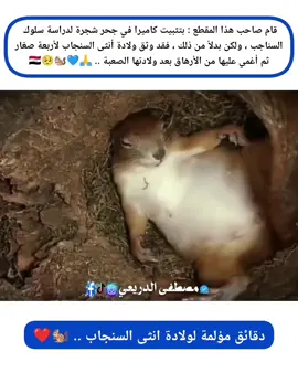 @مصطفى الدريعي (الاحتياطي)👉متابعة قام صاحب هذا المقطع : بتثبيت كاميرا في جحر شجرة لدراسة سلوك  السناجب ، ولكن بدلاً من ذلك ، فقد وثق ولادة أنثى السنجاب لأربعة صغار ثم أغمي عليها من الأرهاق بعد ولادتها الصعبة .. 🙏💙🐿️🥺 #الحيوانات_الاليفه #ولادة #السنجاب #سنجابة🌚🐿✌ #الرحمة_بالحيوان #الانسانية_على_قيد_الحياة #مصطفى_الدريعي 