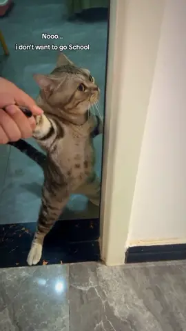 Cat doesn't want to go. #catsoftiktok #schoollife #funnycats 