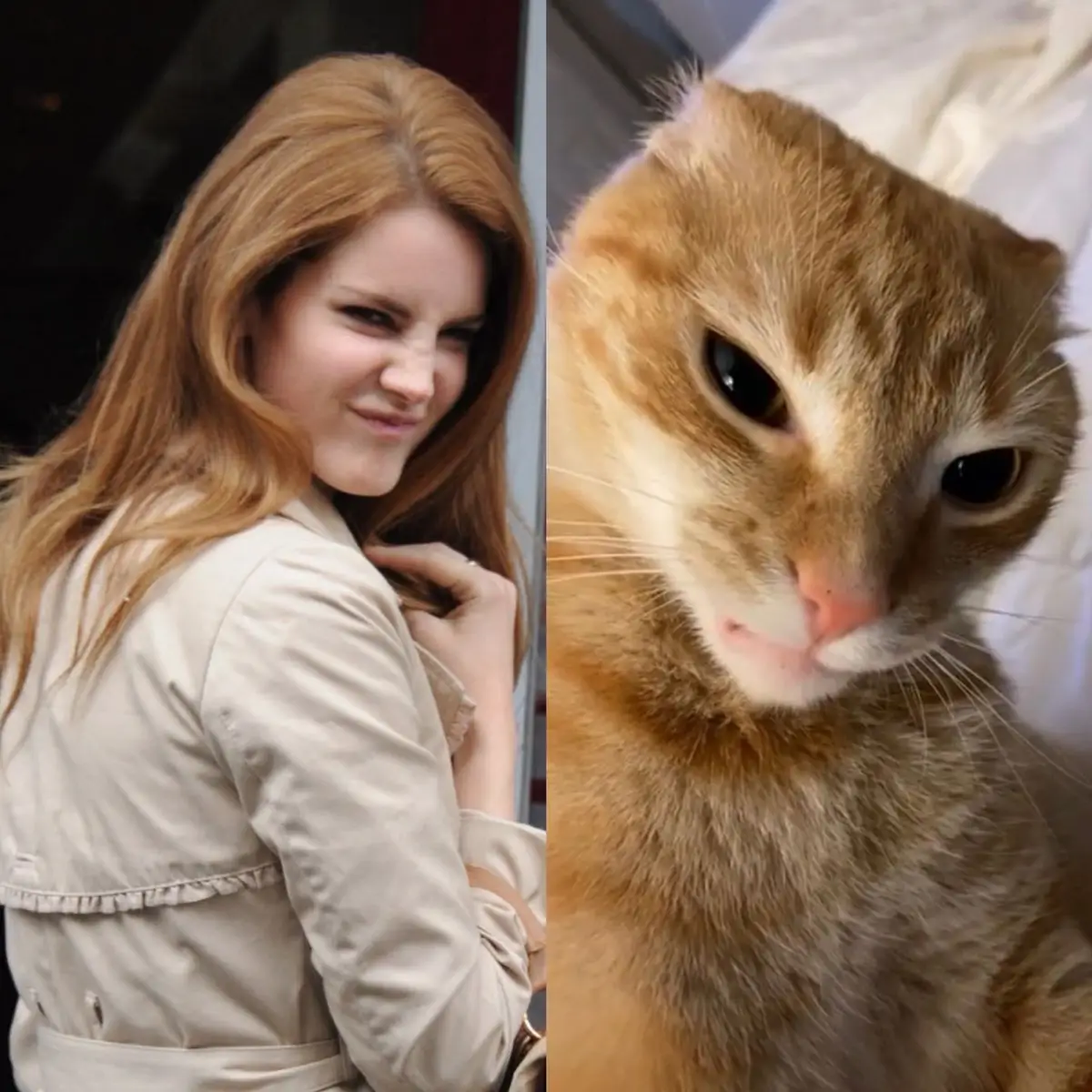 idk what this is lol #lanadelrey #cats #cutie #comparison #fyp 