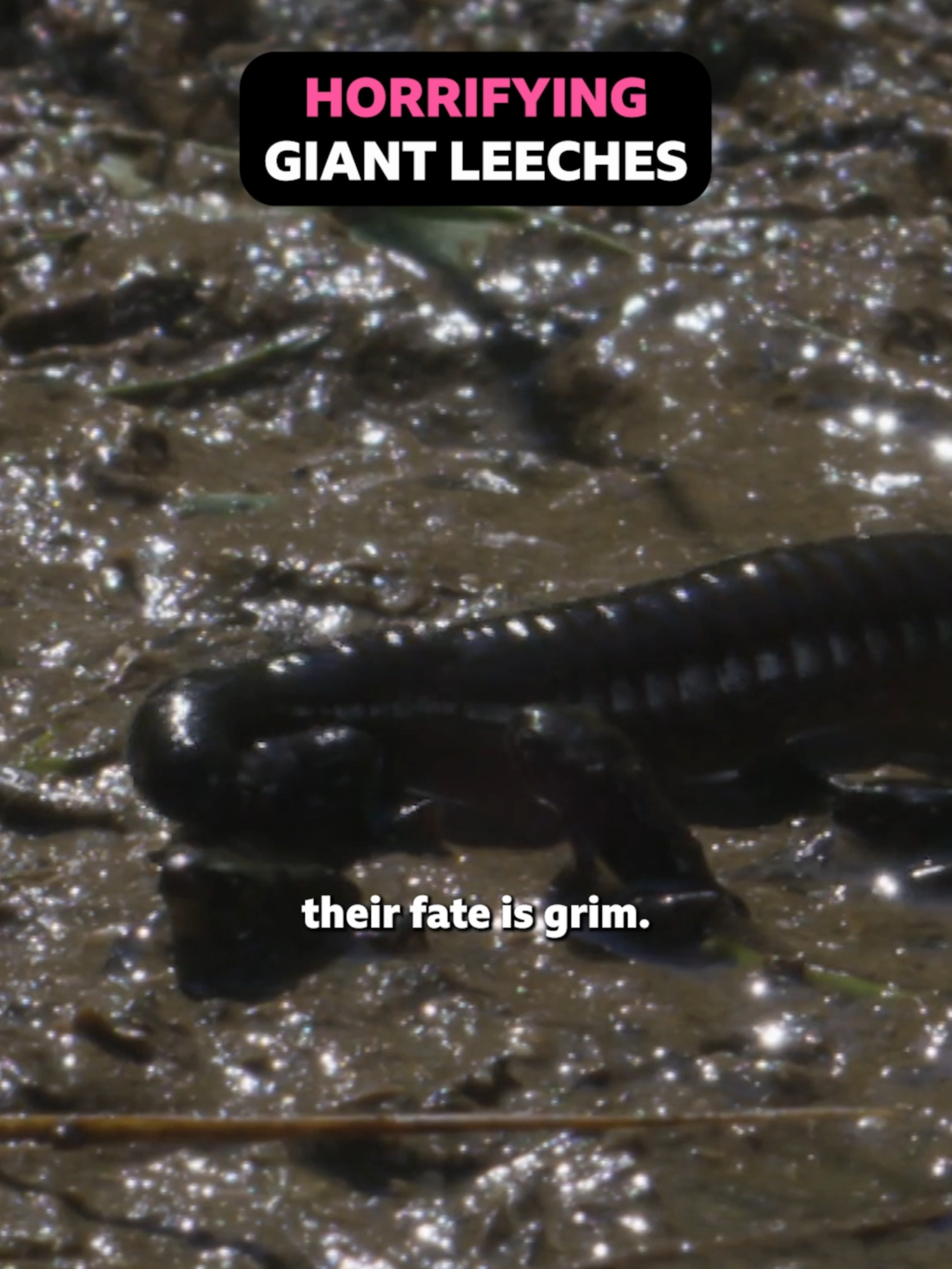 New fear unlocked: Giant leeches 🤢   Throwback to these terrifying moments on Wild Isles between leeches and toads   #WildIsles #DavidAttenborough #Nature