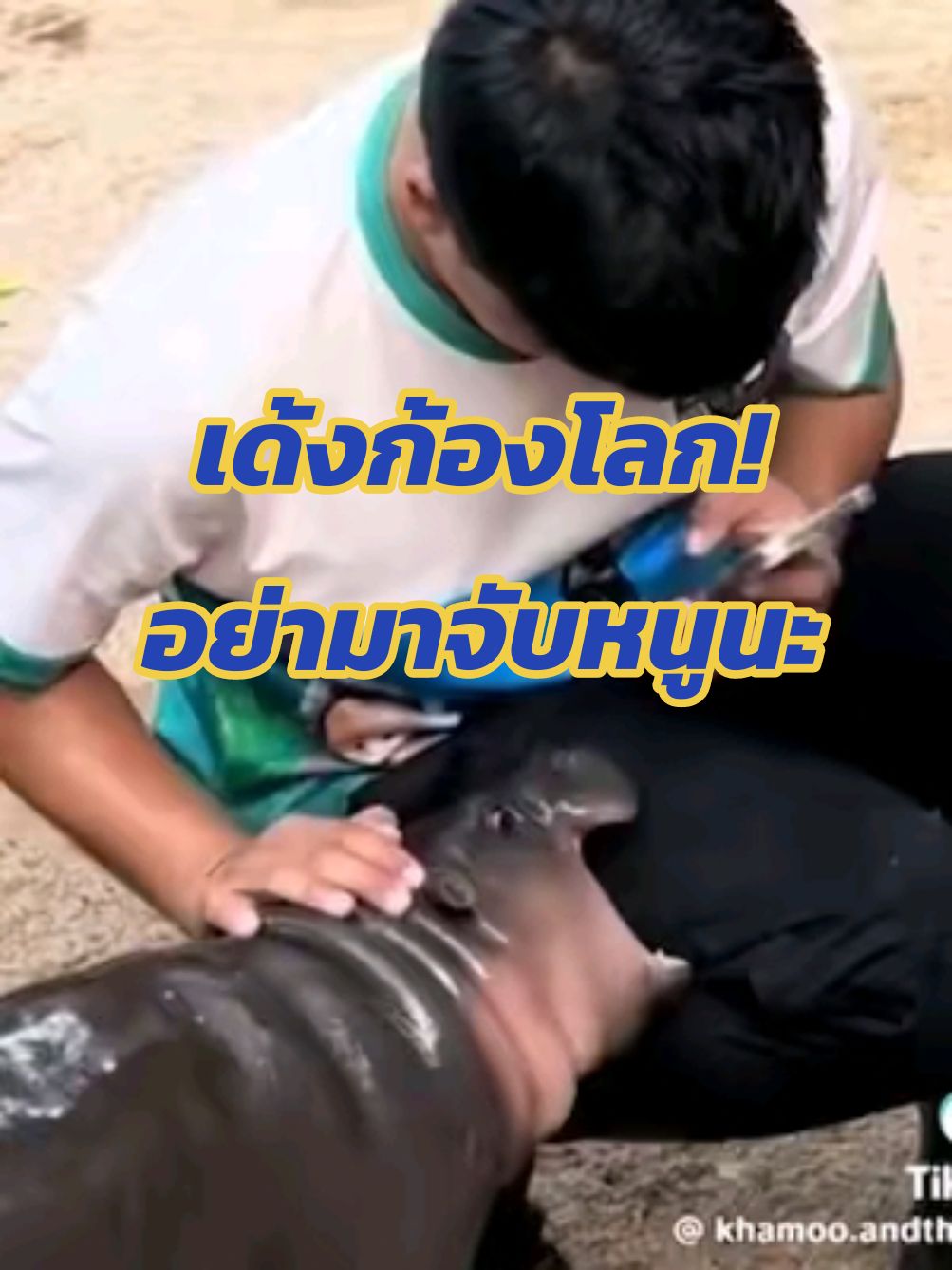 เด้งก้องโลก! อย่ามาจับหนูนะ #หมูเด้ง #MooDeng #ขาหมูแอนด์เดอะแก๊ง #สวนสัตว์เปิดเขาเขียว #เจนนิเฟอร์คิ้ม #เมาท์อยู่กับปากอยากอยู่กับคิ้ม #MyChannelOfficial