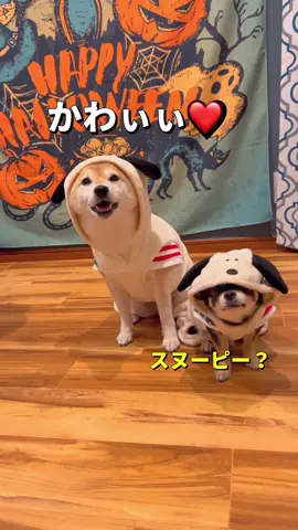 お揃いの服をもらったよ🐶🐶🎵 @小さき者チビとOG  #柴犬 #shibainu #家族 #チワワ #最高の相棒 