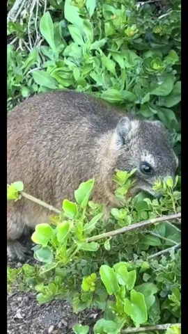 Yummy plants for the hyrax . . #hyrax #nature #mammal #cute #animal #pet #wildlife #fluffy #fuzzy #fy #fyp #like #follow #trending #cuteness #cuteanimals #animals #wildanimal #wildanimals #hyrax’s #awawaw #awawa #naturevibes #naturelover #animalsoftiktok #animefyp #PetsOfTikTok #pets #petlover #hyraxofficial #hyraxhyrax #animallover #animallovers #hyraxfan #african #viralvideo #video #viralvideos