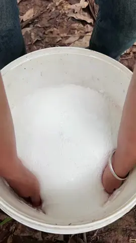 Natural latex/rubber harvest