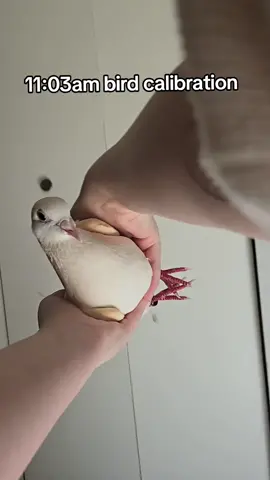 Replying to @jospaiz now you know 🤝 #pigeon #dove #bird #petpigeon #pigeonsoftiktok #birdsoftiktok #pinkpigeon #pink 