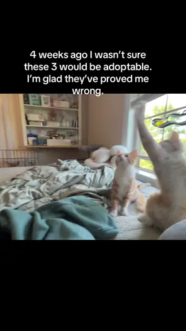 The first week was the hardest. Baby girl is still spicy, but she continues to improve. #Love #feralkittens #feralkittensoftiktok #kittens #kittensoftiktok #kittenrescue #fosterkittens #fosterkittensoftiktok 