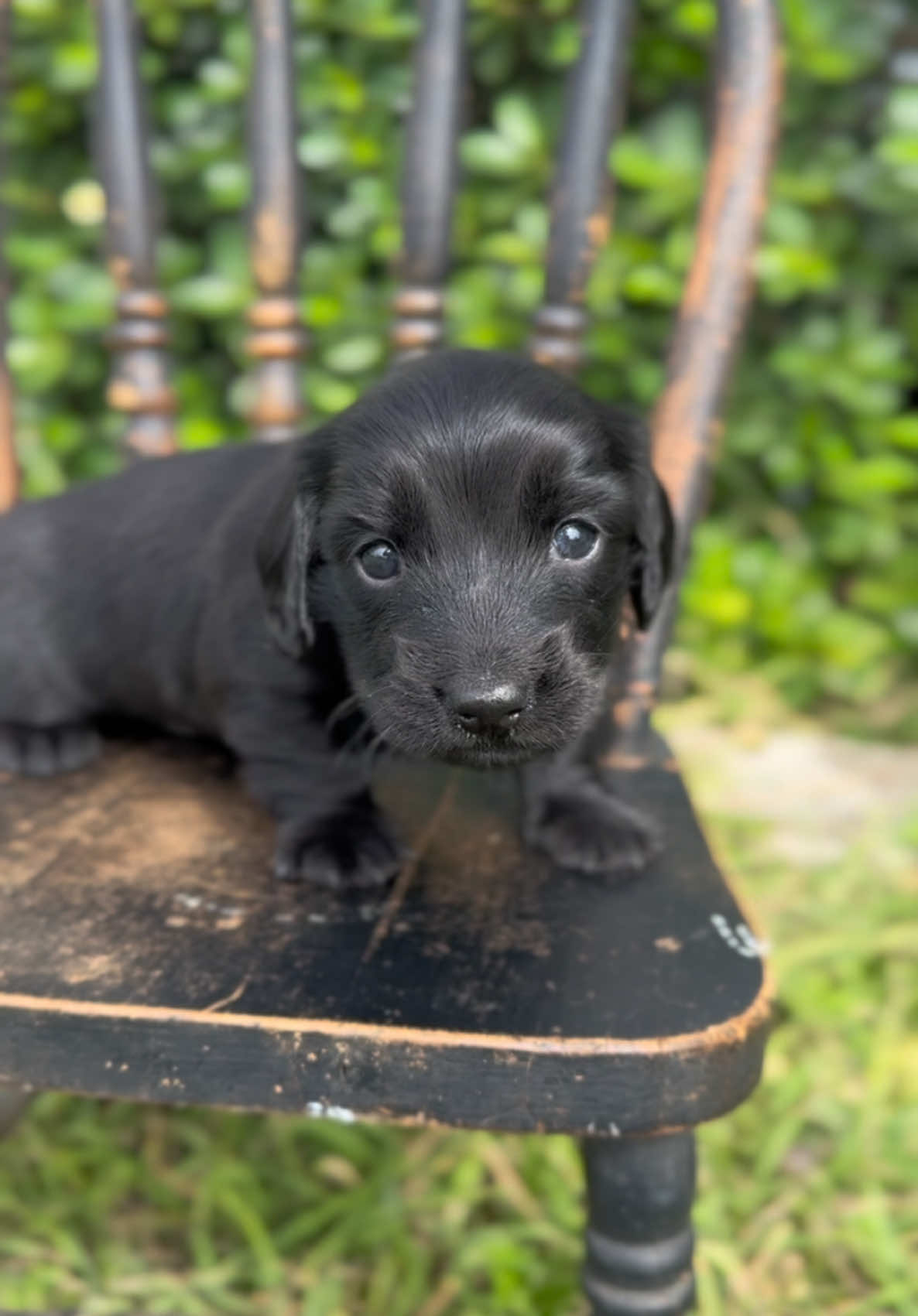 𝑻𝒐𝒃𝒚 🖤 #dachshund #miniaturedachshund #weinerdog #longhairdachshund #sausagedog #miniaturedachshunds  #dogsoftiktok #dachshund #doxie 