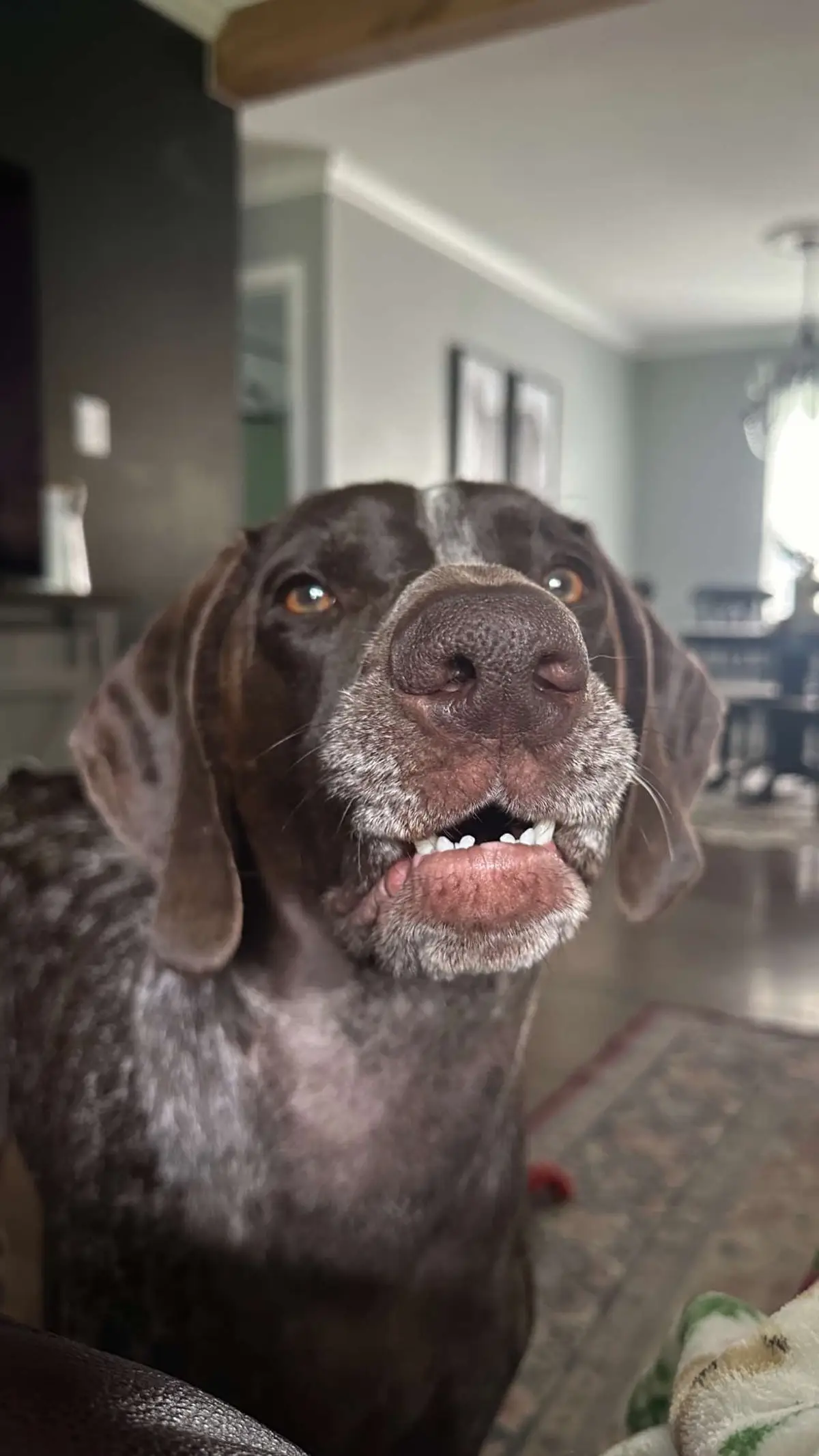 Shes cute tho #germanshorthairedpointer #gsp #dog 