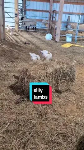 Silly Perky escaping lambs🩷🥹