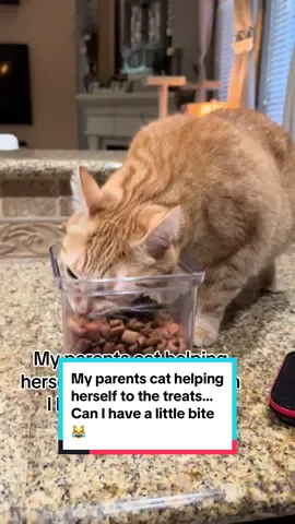 My parents cat helping herself to the treats… Can I have a little bite 😹 #catsoftiktok #cat #tabbycat #ginger #cattreats #fyp #teamwork #MomsofTikTok #mom 