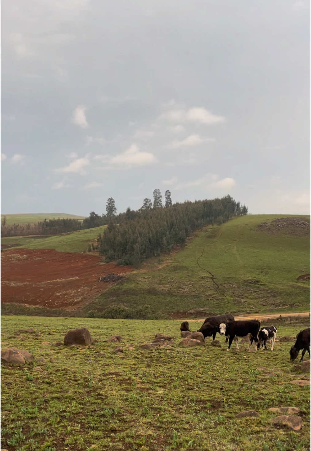 Grateful🤍 #countrysidelife #countryside #farmliving #farmlife #womeninfarming #farmingkzn #southafrica 