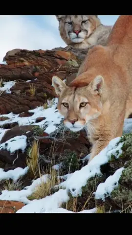 Experience the epic moment when the stealthy and powerful puma confronts a young bear cub #bear #ours #puma #attack #france #animaux #amazing #pourtoi #explorepage #fyp #wildlife #growmy #viral 