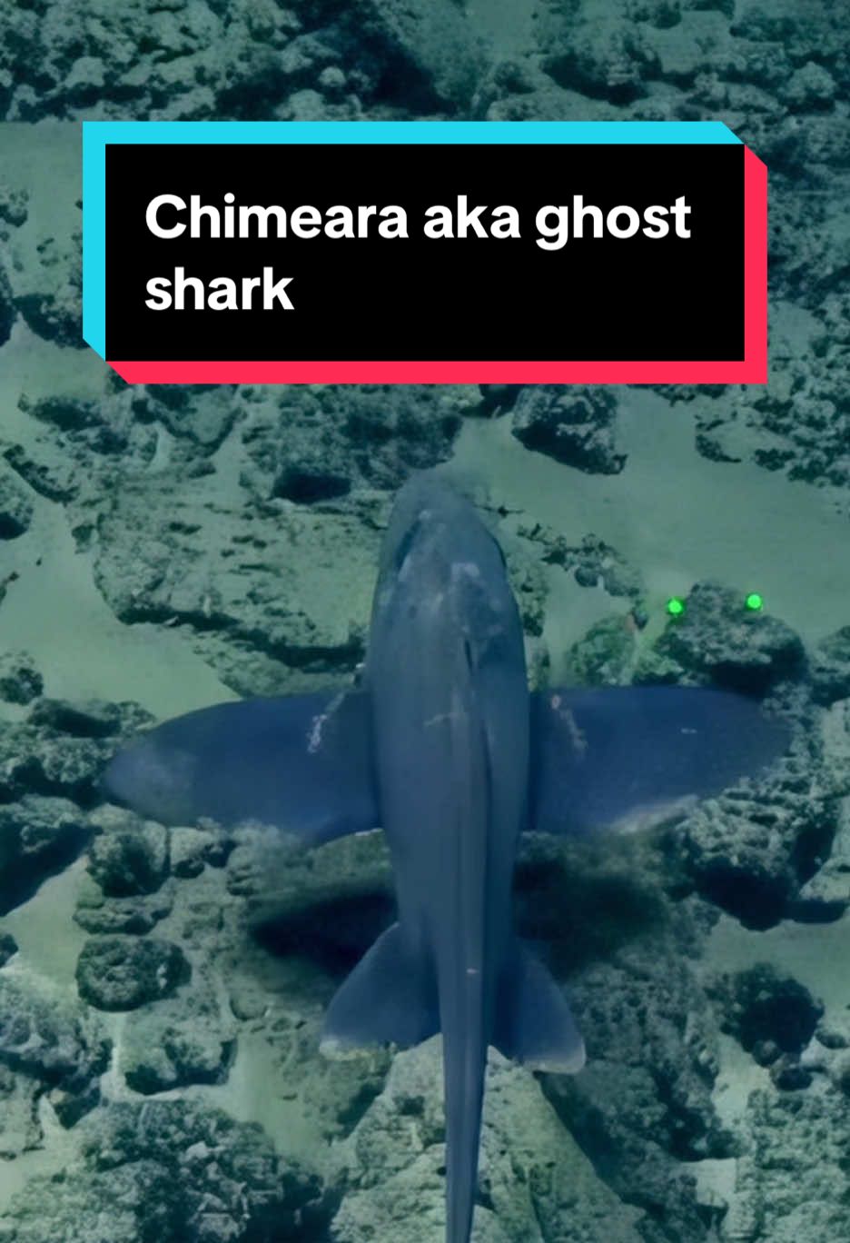 #Chimaera, also known as #ghostsharks, are related to #sharks and #rays. #chimera #deepseafish #deepsea #Nautiluslive #oceanexploration 