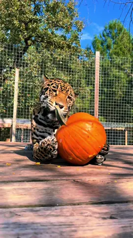 Pumpkin playtime 🎃🐆 #NOTpets #jaguar #jag #tank #teamtank #bigcat #bigcats #cat #cats #pumpkin #pumpkins #Love #halloween #animal #animals #fl #florida #fyp 