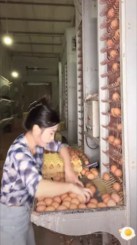 The never ending collection of eggs #fyp #asmr #satisfying #asmrvideo #asmrsounds #satisfaction #satisfyingvideo 