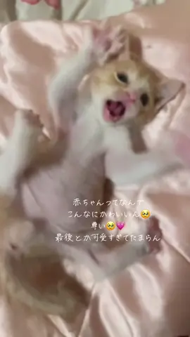 おてても足も可愛すぎ🥹💗 これは赤ちゃんしかしてくれないやつだよね🥹 #捨て猫 #子猫 #茶白