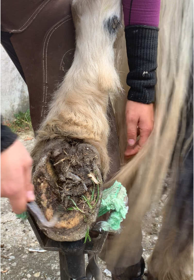 Trimming of Merlin Part 2🐎🐎 #farriersoftiktok #beforeandafter #hoofcare #hoofabscess #shoeing #farrierlife #farriersontiktok #friesian #tinker #asmr #barefoottrimmer