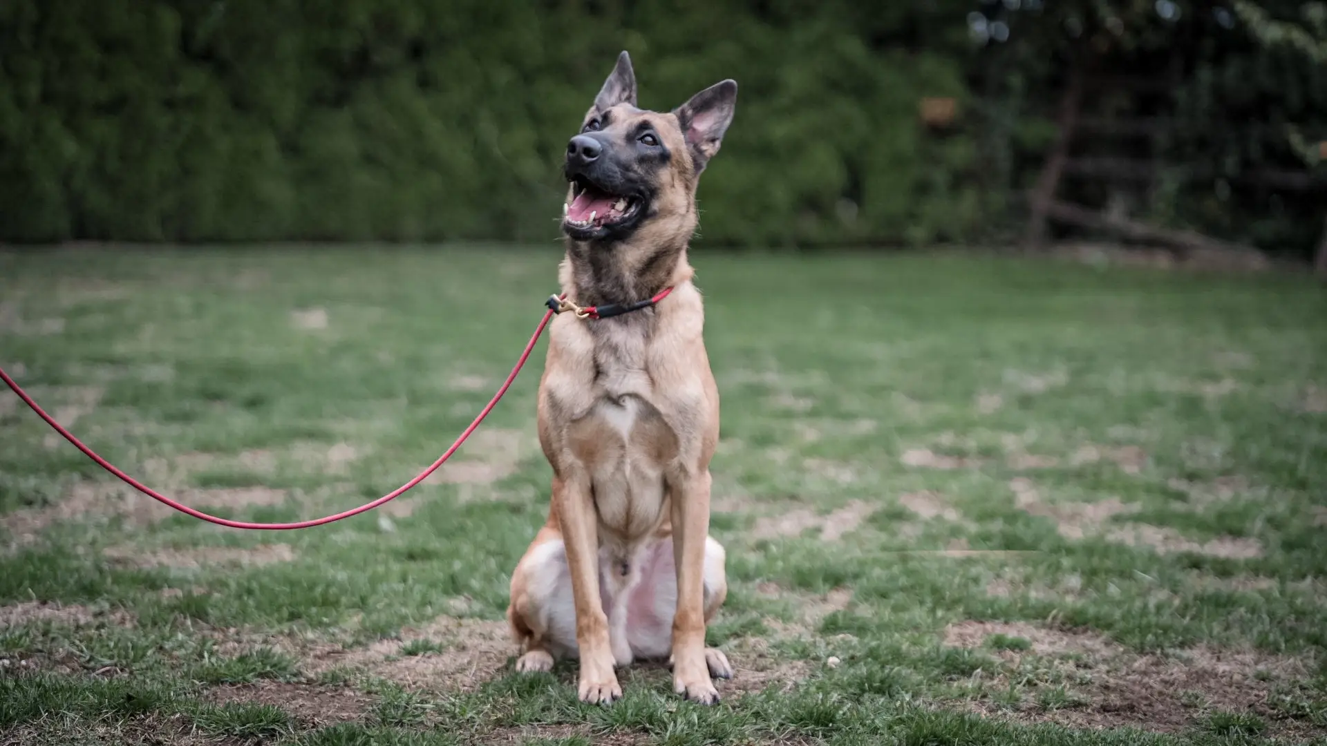 Anyone looking for a pal? This is Rhetto, he’s available near Portland OR.  Has some obedience on him, good food/toy drive, could do bitework at a for-fun level but doesn’t need it as an outlet and is not a competitive prospect. #dogcommunity #malinois #malinoisoftiktok #belgianmalinois 