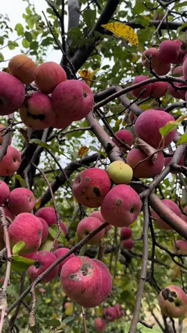 Sêvêt bêrwari bala 🍎#🍎 #bawari #bala #barwari🍎 #duhok #zaxo #kurdistan #nature #apple #village #alhamdulillah #alhamdulillah❤️ #quran #quran_alkarim #trending #everyone #fyp #fypシ #fypシ゚viral #foryou 