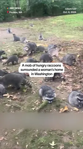 A #Washington woman, who has been feeding #raccoons near her house since the 1980s, has seen a mob of them grow over the past few weeks – and is being fined $500 per #raccoon to have them removed.