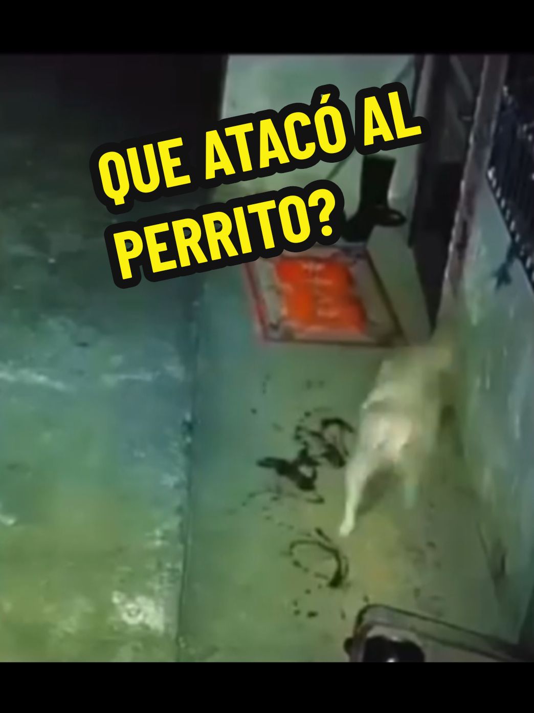 Una entidad paranormal al parecer atacó a un perro el cual está asustado por este aterrador acontecimiento. Que crees que tú pueda ser? #paranormal #eljuliolopez #Ghost #fantasmas #ghost #fantasma #viral_video #miedo #horror #horrortok #terrorifico #terror #Terror #video 