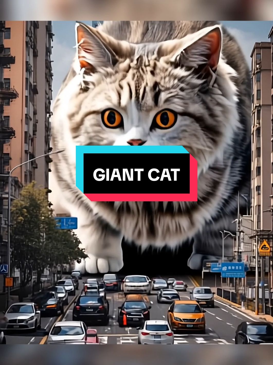 the huge cat In town #giant #town #kitten #cat 