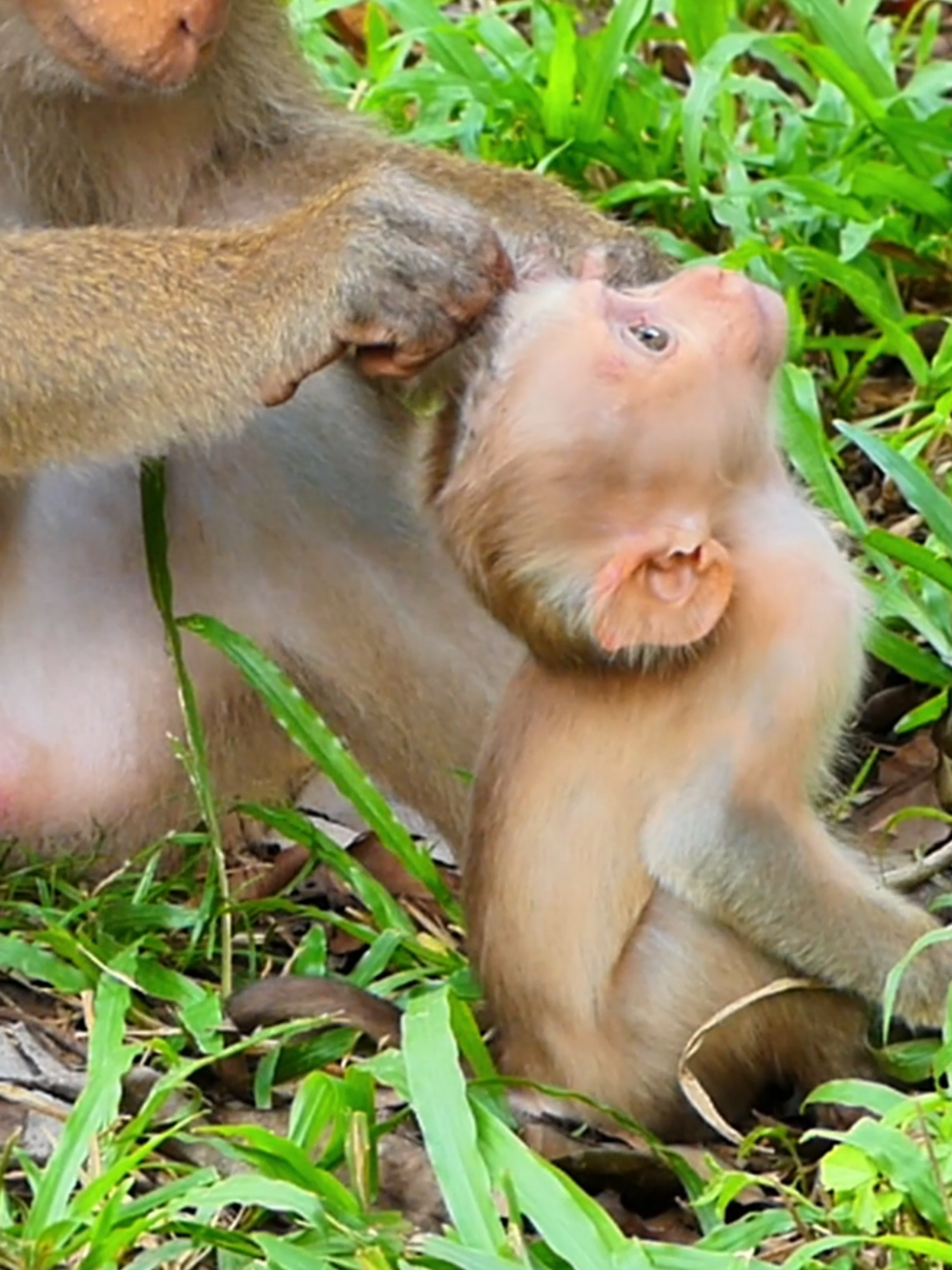 Mum grooming happy with baby monkey #Amberttroop #Albatroop #monkeymagicmoments #mumandsonfuntime #babymonkey #Leo #Arian #Libby #Luna #hanumn