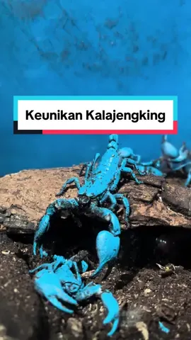 Tahukah Kawan Kupu, saat disinari dengan sinar uv, warna luar dari kalajengking akan berubah? tehnik ini dapat digunakan saat sobat kupu menjelajahi hutan, sehingga dapat mendeteksi kehadiran kalajengking di jalan setapak kawan kupu!  #balibutterflypark #baliinsects #visitbalibutterflypark #tabanan #bali #nature #wildlife #InsectConservation #butterflybreeding #wings #flyaround #sunlight #balitourism #balivacation #triptobali #tripinbali #vacation #holiday #entomology  #balinature #tabanantourism #learntoprotect #conservation 