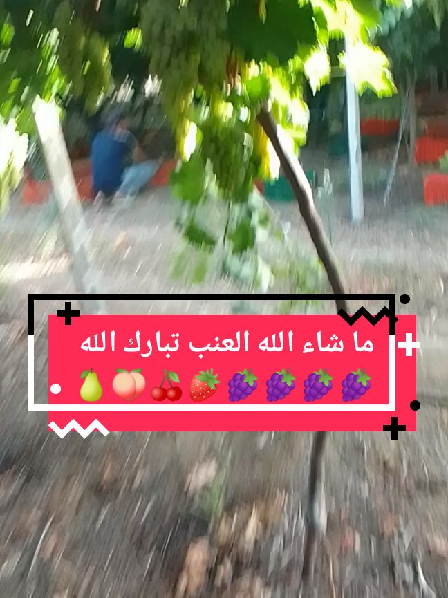 ما شاء الله العنب تبارك الله صلي على رسول الله#اكسبلورر #ابوني #تيك_توك #الصلاه_علي_النبي #🍇 #العربية 