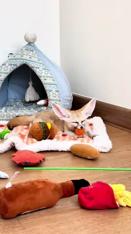 high energy level #fennecfox  #fox #animalsoftiktok #animallovers #exoticpets #fyp #foryou #fennecfox #exotic #foryou #animals #fennec #cute #sweetcouple 