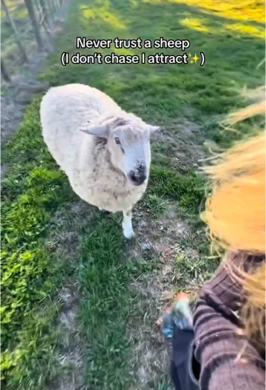 Funny stupid sheep🐑🤣#funny #sheep #farm #goat🐐 #sheepfarmer #humor #farmlife #🤣🤣🤣 