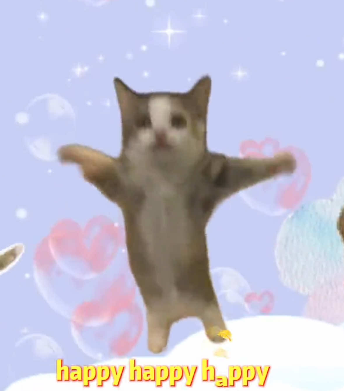 happy cat#happyhappyhappy #happycat  #cutecat #cat #kitten 