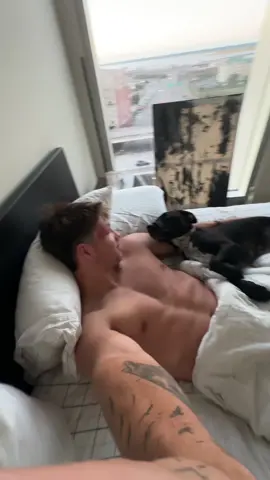 Theyre becoming friends!! #matthewscriv #foryoupage #dogsoftiktok #catsoftiktok 