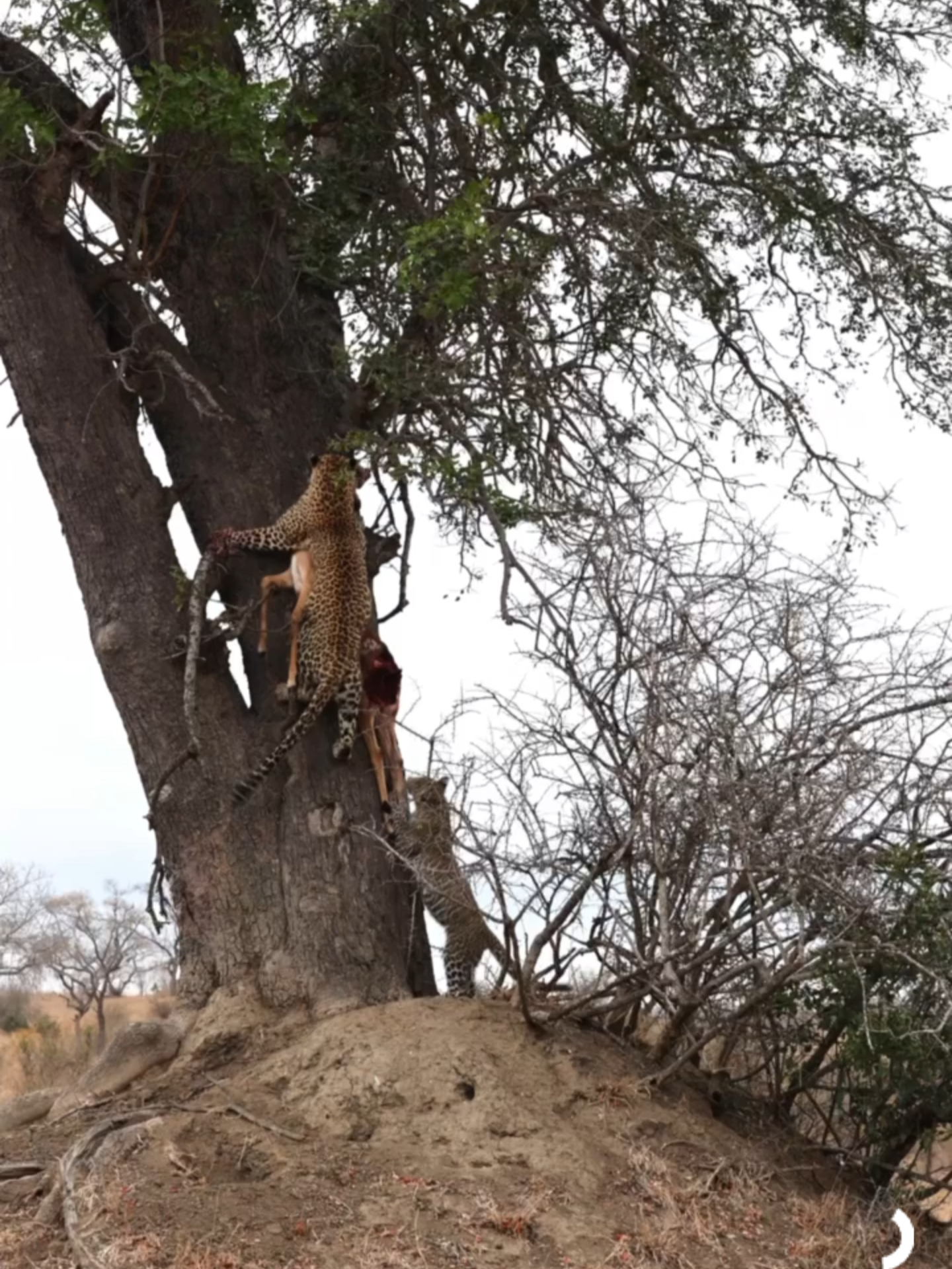 Waiting for dinner can be tough! Watch this leopard cub try to sneak a taste on the way up! 🐆 #wildanimals #leopard #safari #southafrica #funnyvideo